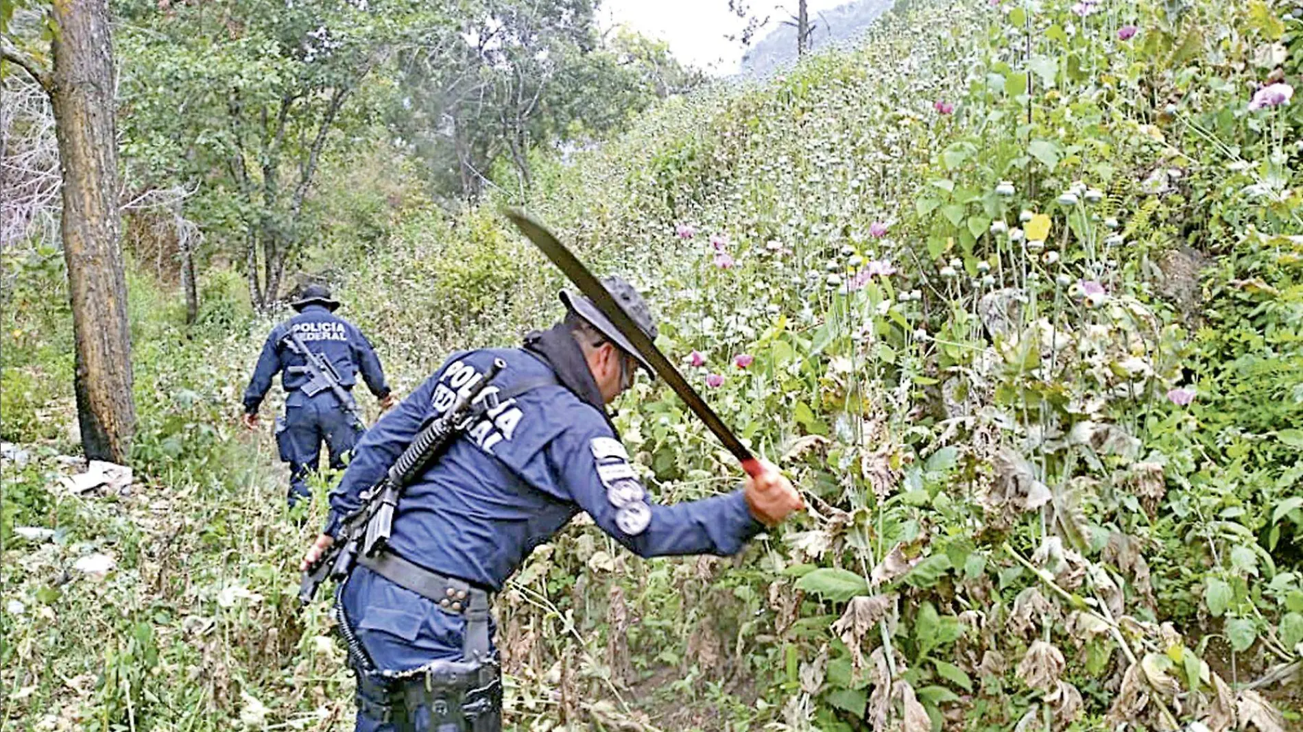 Destruyen plantios de droga